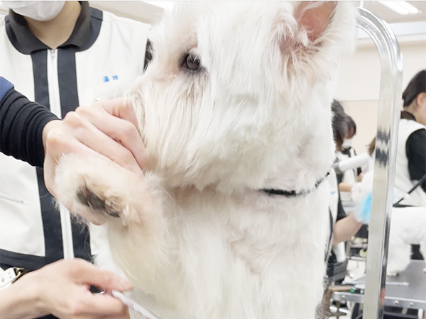 モデル犬の家族が決まりました☆